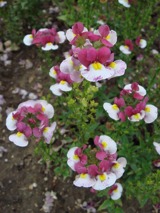 Nemesia x 'Nuvo pourpre bicolore'